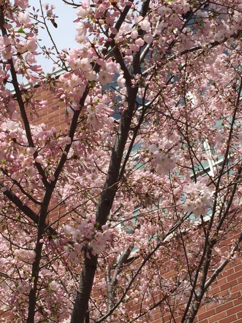 桜？
