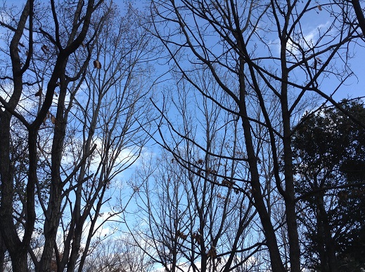 冬の緑地の青い空