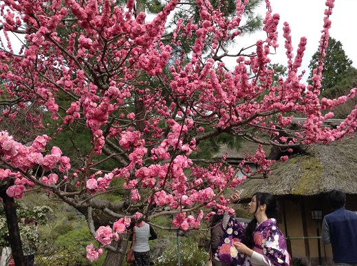 3月23日清水寺近く梅を撮る娘さん