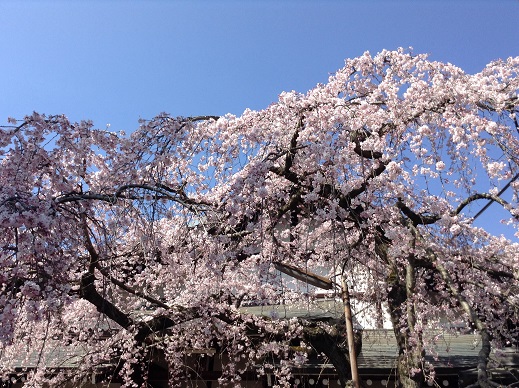 3月27日東大寺の傍の社の桜