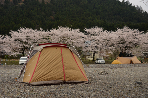 桜キャンプリサイズHIR_4598