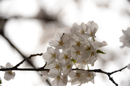 桜キャンプリサイズHIR_4612