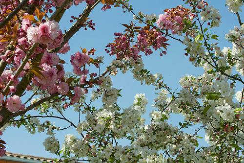 Cerisier rose et pommier blanc2
