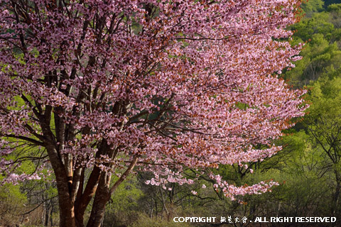 檜原の一本桜 #2