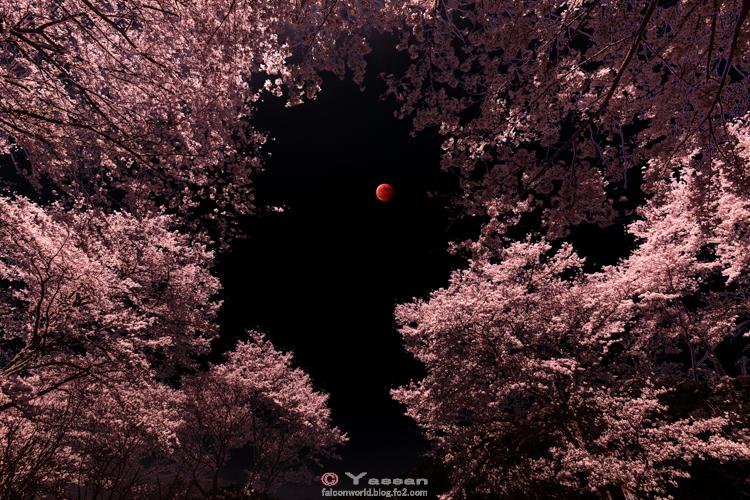 桜と皆既月食（Fake画像です）150402-2_convert_20150405131752