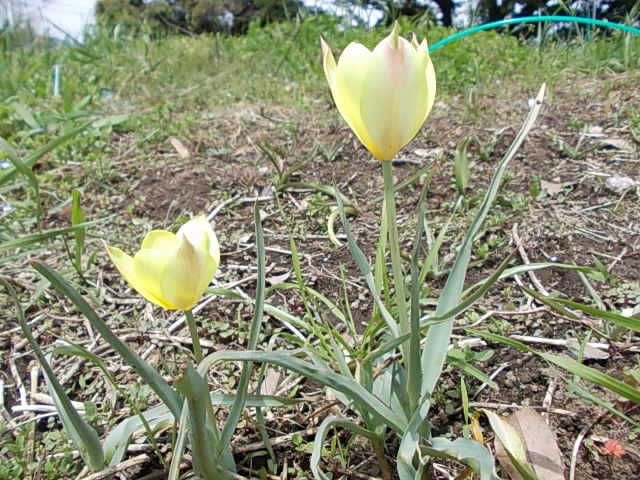 Tulip 20150412