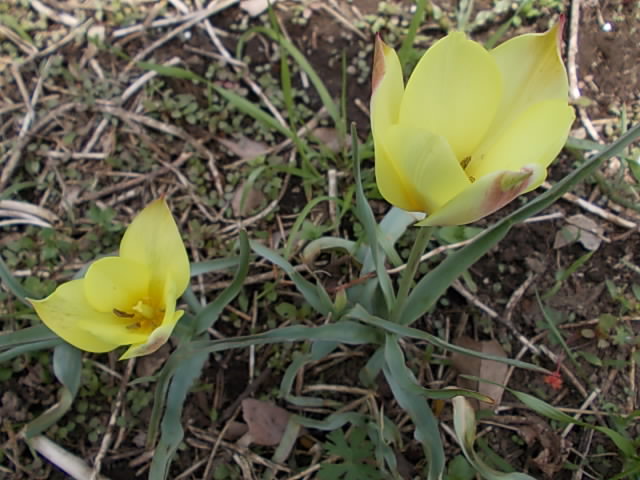Tulip 20150412-2