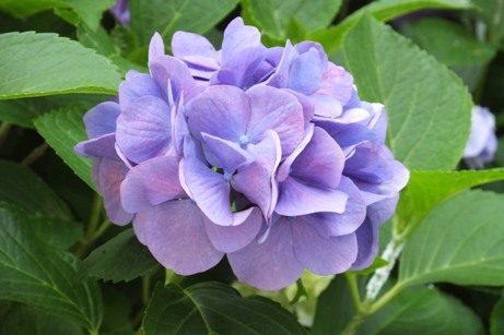 紫陽花（紫）
