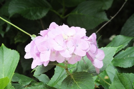 紫陽花（ピンク）
