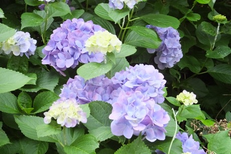 西洋紫陽花