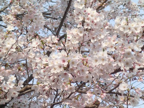 川上神社の桜６