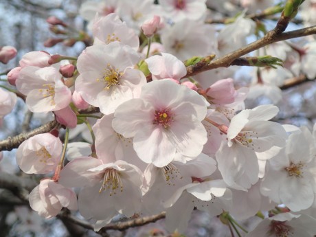 川上神社の桜７