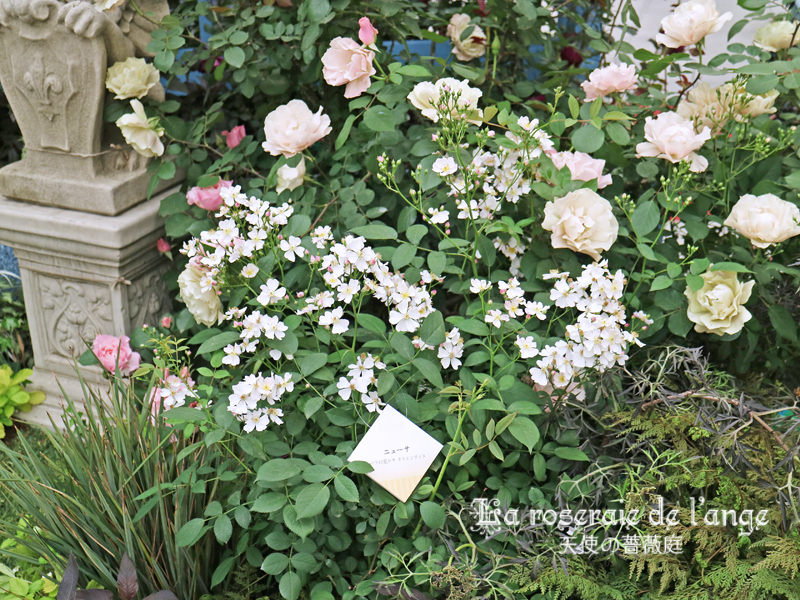 国バラ ロサ オリエンティス バラの家 の庭 アリスの冒険 ２０１５年発表 前編 ラパン 第１７回 国際バラとガーデニングショウ La Roseraie De L Ange 天使の薔薇庭