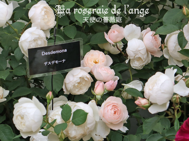 最新品種レポ デビッド オースチン デスデモーナ 国際バラとガーデニングショウ La Roseraie De L Ange 天使の薔薇庭