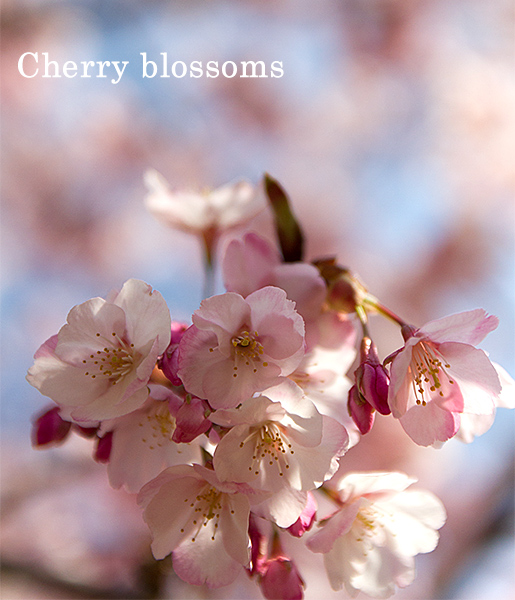 cherry-blossoms2015.jpg