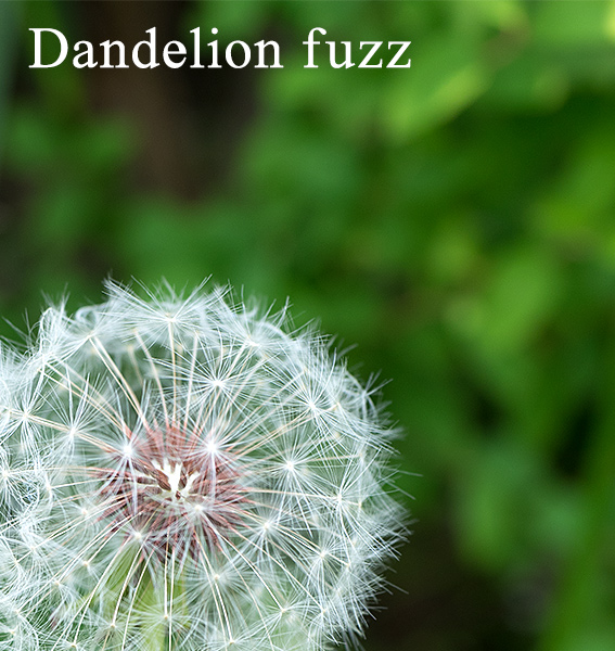 dandelion-fuzz.jpg