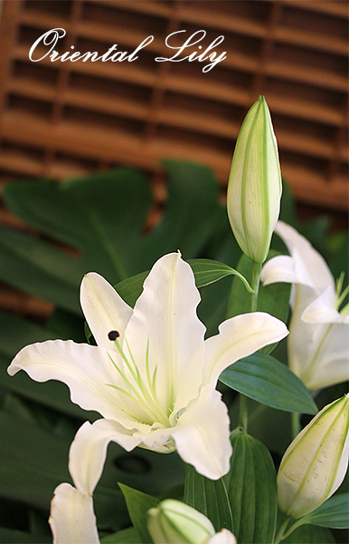 oriental-lily.jpg
