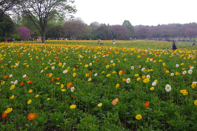 昭和記念公園のチューリップ