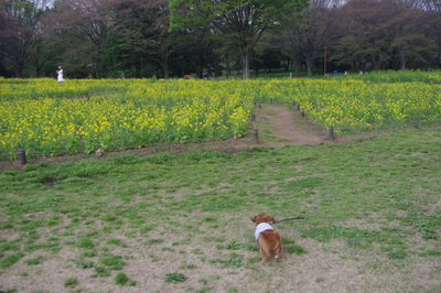 昭和記念公園のチューリップ