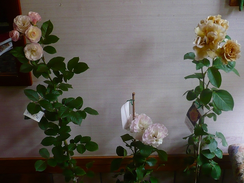 神代寺で買ったバラ