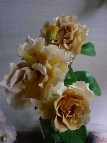 神代寺で買ったバラ2