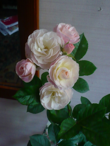 神代寺で買ったバラ4