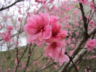 桜6 小