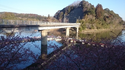20150313-３-M1亀山湖前日プラ河津桜.JPG