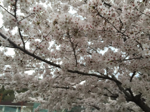 ひろばの桜