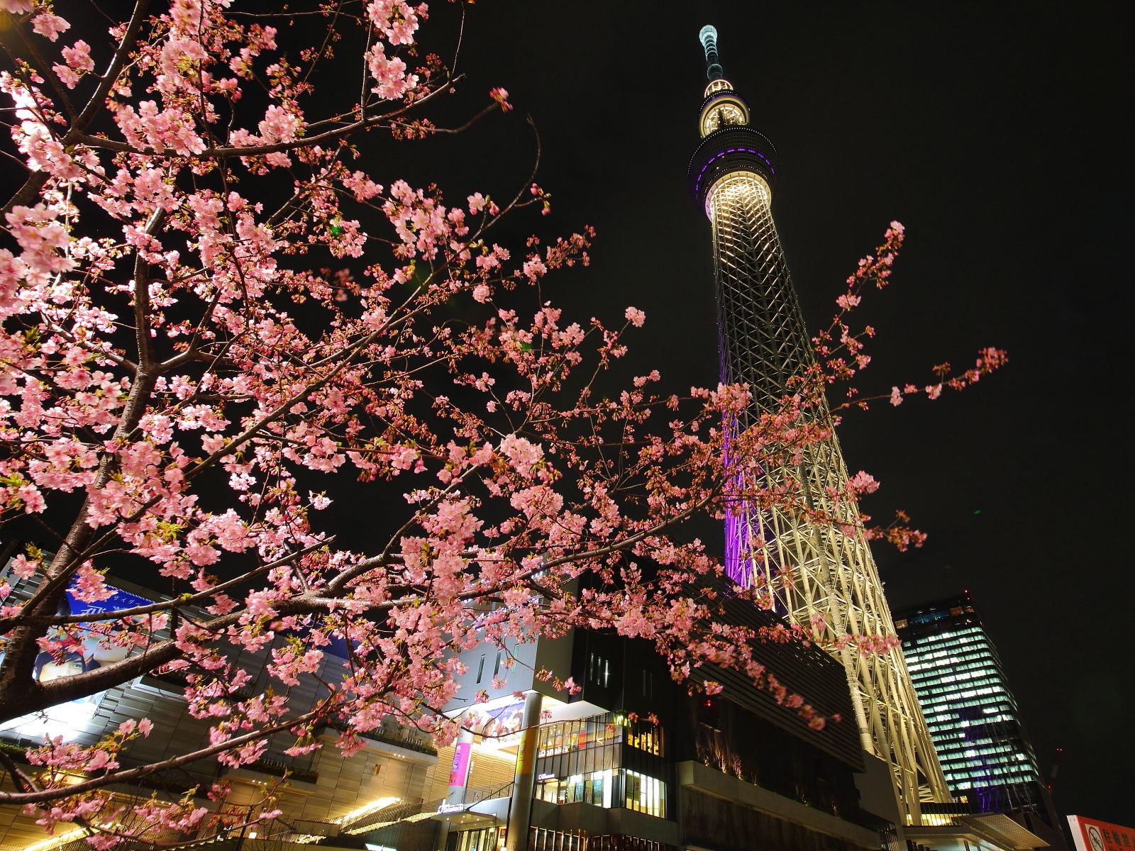 東京写真館 夜桜 河津桜と東京スカイツリー