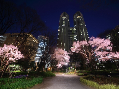 新宿中央公園　高遠小彼岸桜　2015