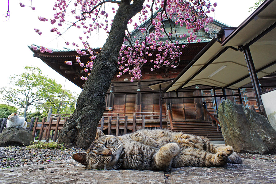 I Can't Enjoy Viewing The Blossoms Just Like That Cat