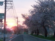 桜の向こうの朝陽-3