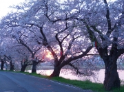 桜の向こうの朝陽-1