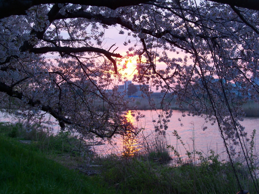 桜の向こうの朝陽