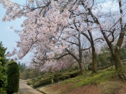 三条保内公園の桜-1