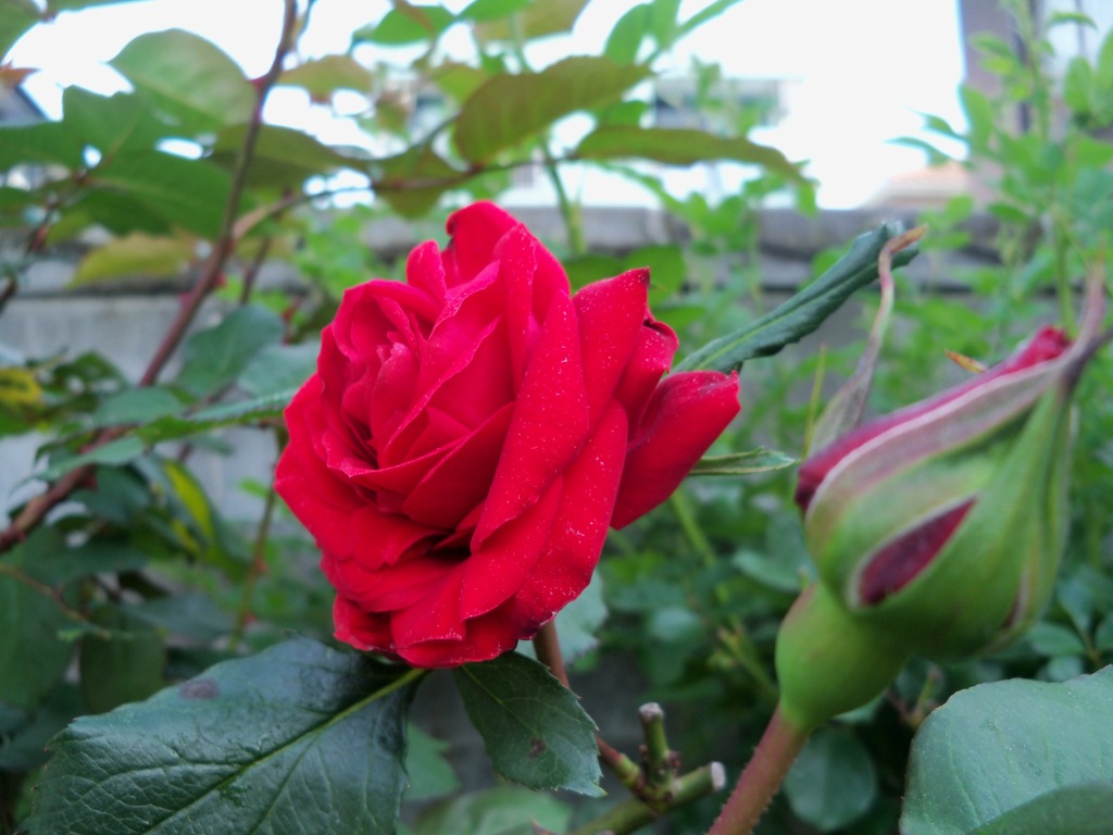 赤いバラ-1