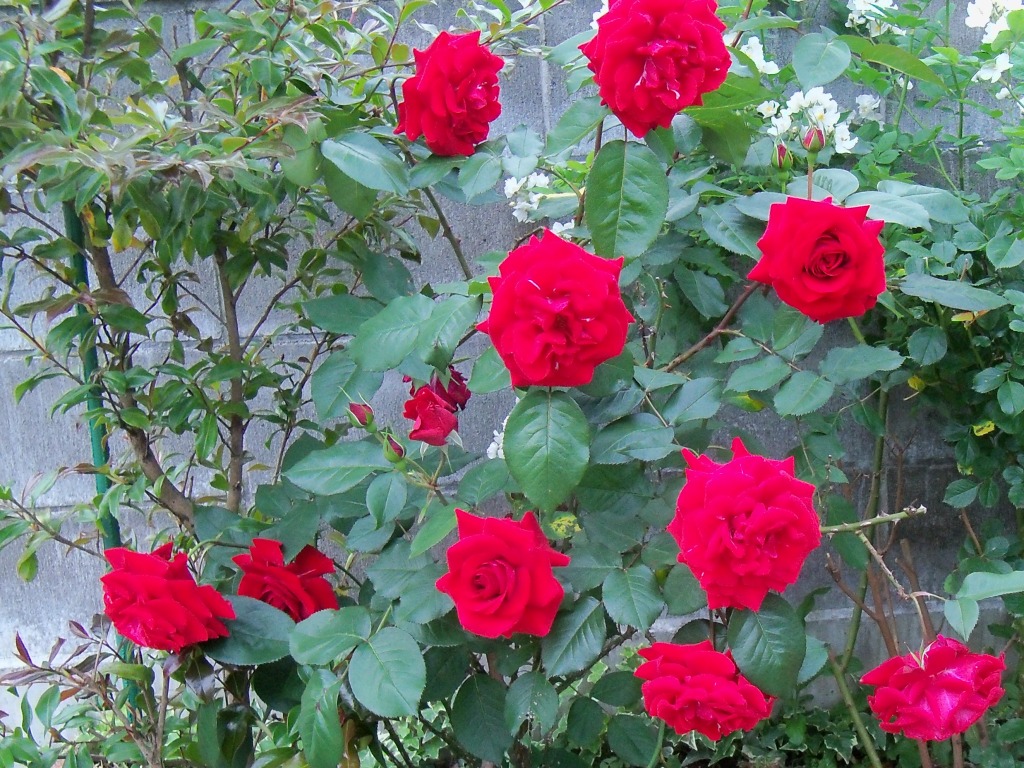 赤いバラ-2