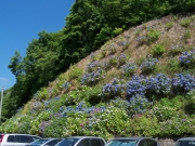 護摩堂山駐車場の紫陽花