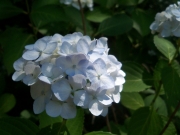 紫陽花（白青）