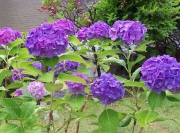 天寿園の紫陽花（紫）-２