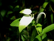 白い花-1