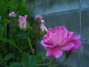 ピンクの薔薇-10