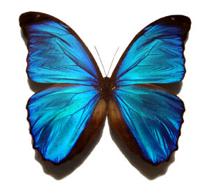 Blue_morpho_butterfly_300x271[1]