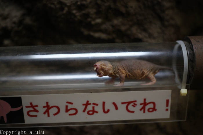 上野動物園　ハダカデバネズミ
