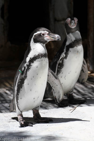 動物写真　ペンギン