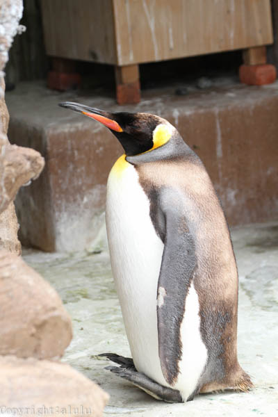 東山動植物園　キングペンギン